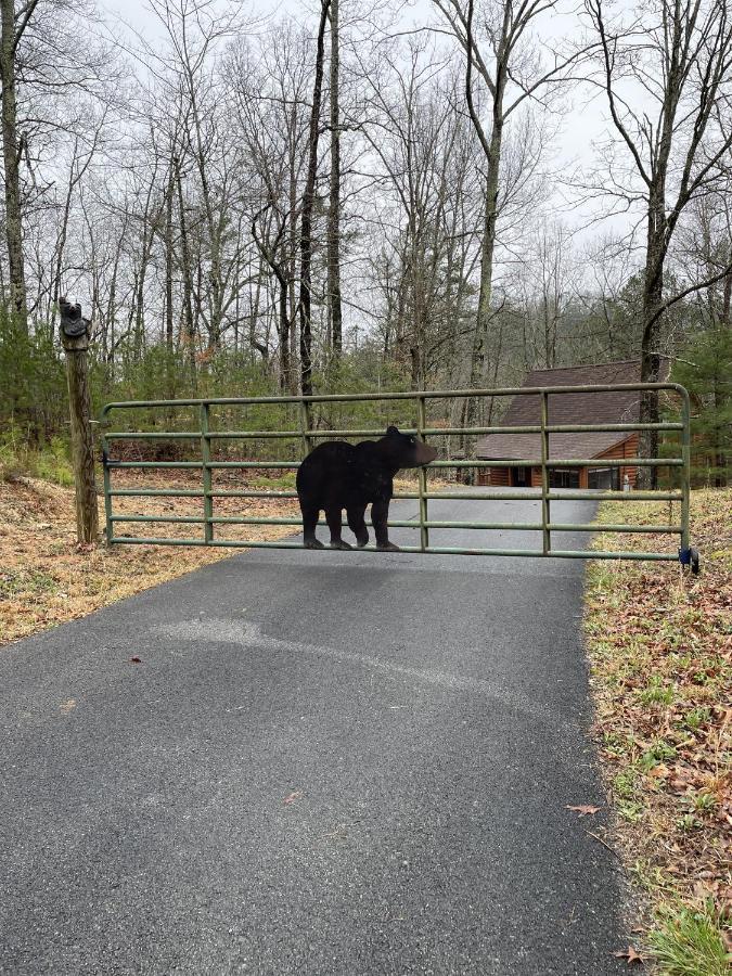 Great Smoky Mountains Cabin!, Secluded, Pet-Kid Friendly! Севьервилл Экстерьер фото
